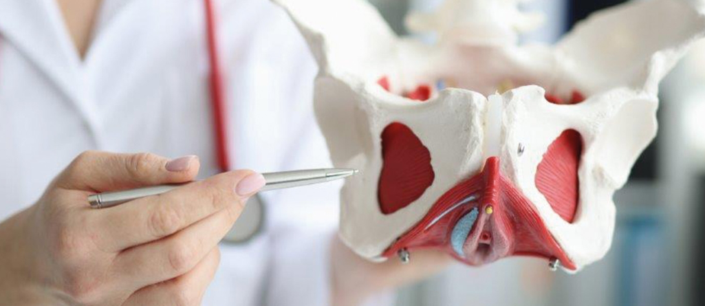 Skelet pelvic floor